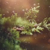 Tips on how to keep your real Christmas tree looking at its best. Credit Pixabay