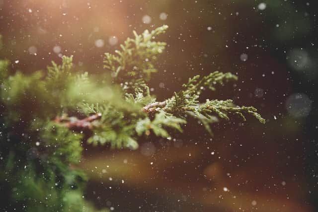 Tips on how to keep your real Christmas tree looking at its best. Credit Pixabay