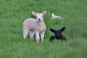 Spring lambs near Antrim. Picture: Colm Lenaghan / Pacemaker (stock image).