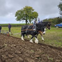 Listooder & District Ploughing Society holds successful 134th annual match in Lisburn