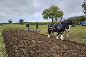 John Weir from Ballyclare won the Horse Class and Style & Appearance at Listooder Ploughing Match