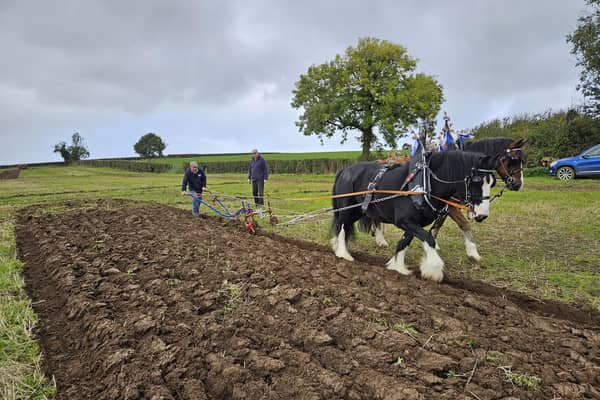 John Weir from Ballyclare won the Horse Class and Style & Appearance at Listooder Ploughing Match