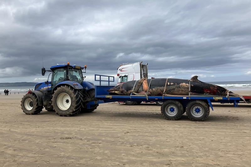 The operation to remove the beached minke whale calf from Portstewart Strand took place on Tuesday, May 27. CREDIT NI WORLD