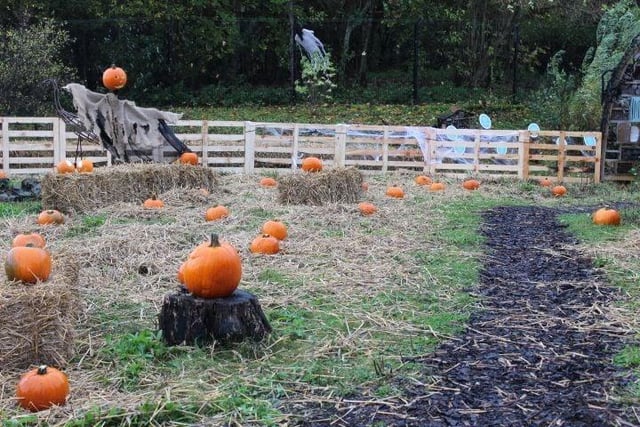 Halloween is an autumn staple. For many, it's the first thing on their mind when the leaves start to fall.
A trip to the pumpkin patch is for some a seasonal tradition. With 19 types of pumpkin planted at Fulton’s, you can grab a wheelbarrow and roam through the patch, sure to find your perfect pumpkin.
Visitors are encouraged to dress up and bring blankets along for a picnic in the patch.
For more information go to https://www.eventbrite.co.uk/e/fultons-pumpkin-patch-spook-trail-tickets-406975082427