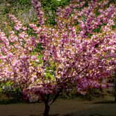 A variety of cherry trees will be provided.