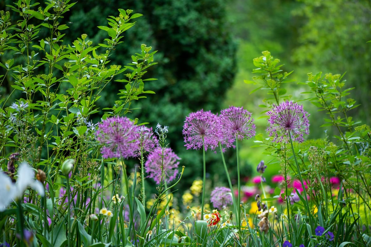 National Gardens Scheme: which Northern Ireland gardens are open to the public in June?