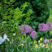The National Gardens Scheme in Northern Ireland is welcoming visitors to its third year of garden openings. Picture: unsplash