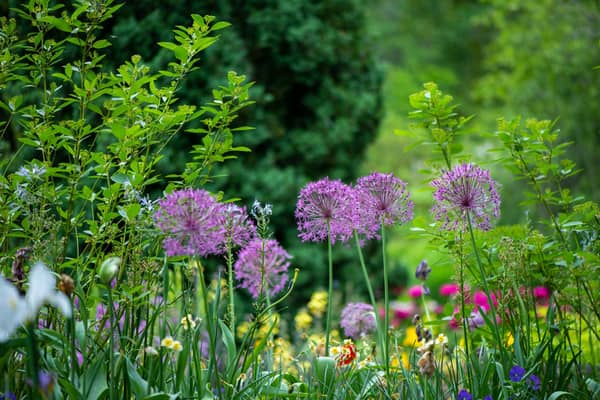 The National Gardens Scheme in Northern Ireland is welcoming visitors to its third year of garden openings. Picture: unsplash
