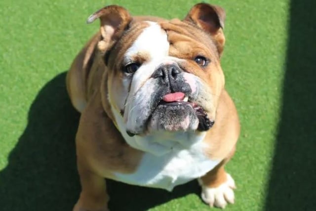 A very friendly one year old Bulldog, Billy will be a brilliant addition to a family home, but any children should be over the age of 10. This is due to Billy's enthusiastic play style; he could also live with another suitable dog in his new home. Billy is young and active, so his adopters will need to enjoy plenty of walks to exciting places such as beaches and forests. It is preferable that his adopters have experience with the Bulldog breed.