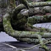 In total 285,000 households and businesses were impacted by power cuts following Storm Éowyn. Picture: Jonathan Porter / PressEye