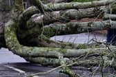 In total 285,000 households and businesses were impacted by power cuts following Storm Éowyn. Picture: Jonathan Porter / PressEye