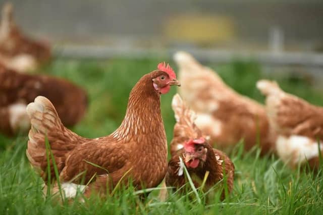 The poultry industry generates over £600m to the Northern Ireland economy, council told. Picture: unsplash (stock image).