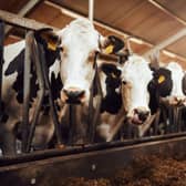 Farm animals are unable to get out into the fields because of the heavy rainfall. Credit: Getty Images