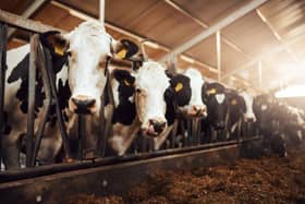 Farm animals are unable to get out into the fields because of the heavy rainfall. Credit: Getty Images