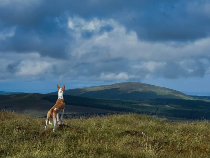 Monica Morrison's lovely shot was taken at Slieve-na-Aura, also known as Slieveanorra, a 1,676-foot-high mountain situated near the village of Loughguile in north Antrim.