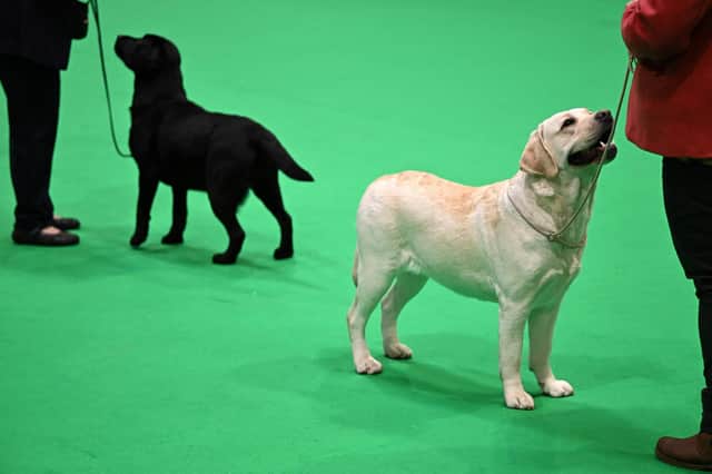 Crufts 2023 kicks off and the British Veterinary Association (BVA) is highlighting the importance of taking simple and affordable preventive steps to keep dogs and other pets healthy (photo: Getty Images)