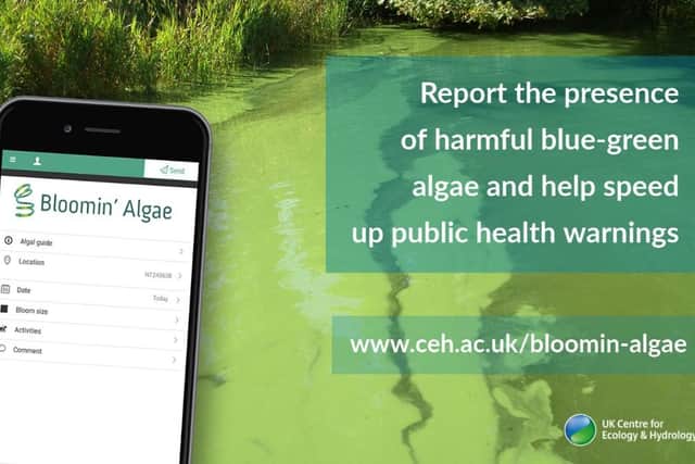 Members of the public can report sightings of the blue-green algae via a special app. Credit NIEA
