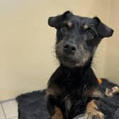 Pretty Polly - Dogs Trust Ballymena