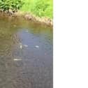 Over 1,000 fish have been killed in the Four Mile Burn. (Pic: Antrim and District Angling Association).