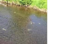 Over 1,000 fish have been killed in the Four Mile Burn. (Pic: Antrim and District Angling Association).