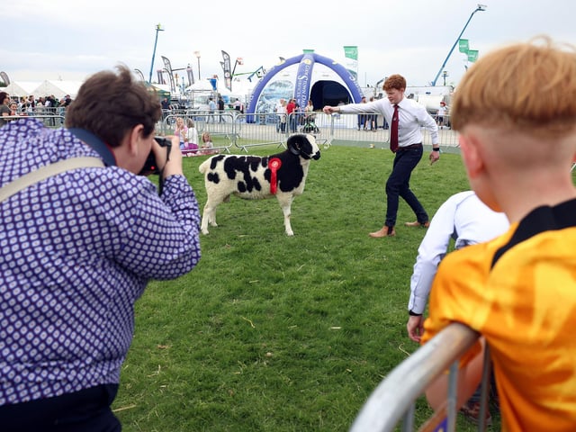 A prize winning ram gets his picture taken.