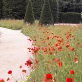 Planting at the Coronation Garden in Hazelbank Park. Pic: Local Democracy Reporting Service