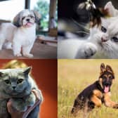 Did your favourite breed make the list?