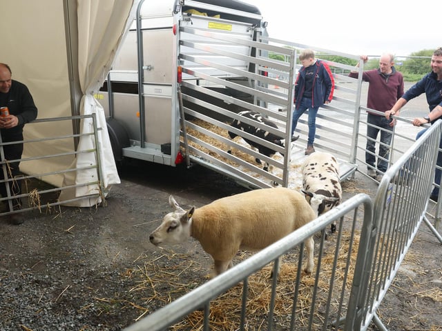 The McCutcheon family from Trillick, Co Tyrone, unload their sheep for the show.