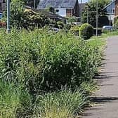 Residents concerned about overgrown verges along roads in Lisburn