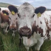 Irish Moiled Cattle. Credit: Michael Meharg