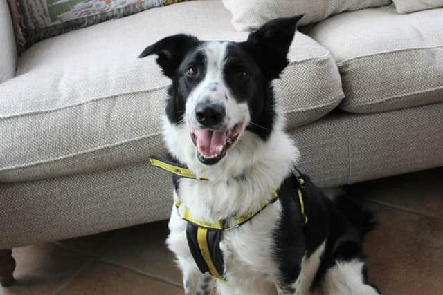 Two-year-old Collie cross Bob.