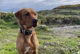 Doggy detective Woody ready for his first shift on Rathlin Island, sniffing out ferrets. Credit Rathlin Life Raft Project