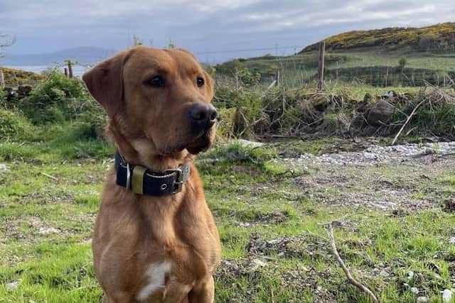 Life Raft Rathlin Meet Woody - the doggy detective on a mission to rid Rathlin of ferrets ...