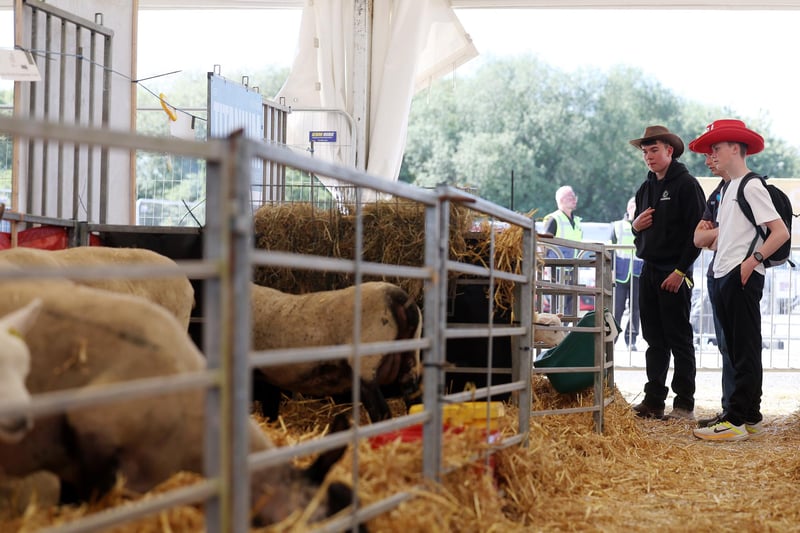 Checking out the sheep pen on day three of the Balmoral Show.