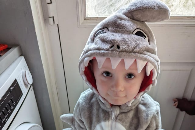 Ronan dressed as shark dog