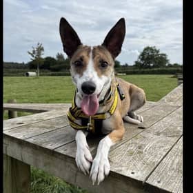 Two-year-old Little Gem was saved by Dogs Trust Transfer Co-ordinators Janine Brownlees and Caitlin McIlwee, when she ran in front of their van near Clady.  Photo: Dogs Trust