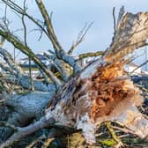 Damage caused in Enniskillen by Storm Eowyn. Photo: Roy Crawford / UUP