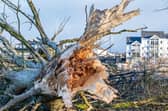 Damage caused in Enniskillen by Storm Eowyn. Photo: Roy Crawford / UUP