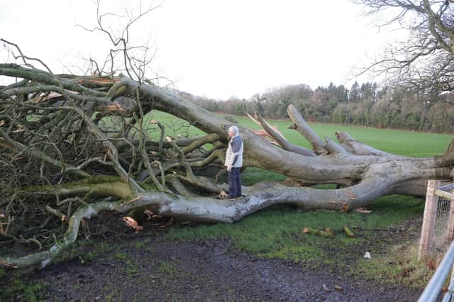Some of the Dark Hedges trees that were blown down during stormy weather in January 2019. PICTURE KEVINMCAULEY/MCAULEY MULTIMEDIA