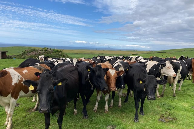 Jonny Wilsons cows (Scotland) with views of Northern Ireland in the background