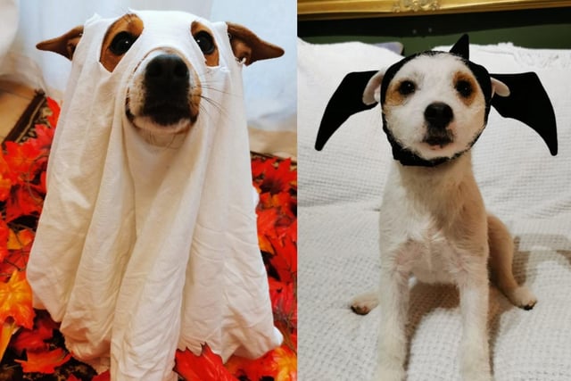 This spooky pup definitely got into the Halloween spirit!