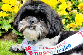 Lisburn pup Freddie is representing Co Antrim in the Nose of Tralee competition. Pic credit: Freddie the Floof