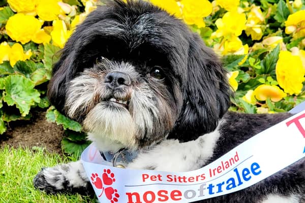 Lisburn pup Freddie is representing Co Antrim in the Nose of Tralee competition. Pic credit: Freddie the Floof