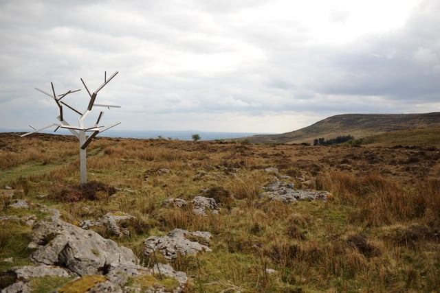 Tree for Waiting for Godot sculpture by Sir Antony Gormley, at Little Dog mountain in County Fermanagh, Northern Ireland, for Oh My Godot! 12 April 25.