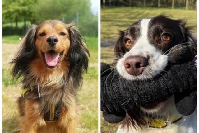 Gorgeous Gusty (left) and fun-loving Dotty (right). Picture: Dogs Trust Ballymena