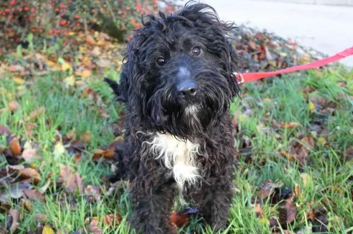 Brymns is a playful 9-month-old Cockapoo who is ready for his big adventure in his forever home. He has no history of living in a home, so his adopters will need to be patient and understanding while he settles in and works hard on his house training. Brymns will need someone at home with him during the day to begin with until he is used to his new environment and routine. He can live with another suitable dog after successful meetings at the centre, but he cannot live with children under 15 or cats due to having no known history.