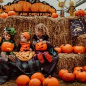 Seasonal fun for all the family.  Picture: The Ark Open Farm.