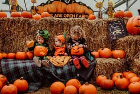 Seasonal fun for all the family.  Picture: The Ark Open Farm.