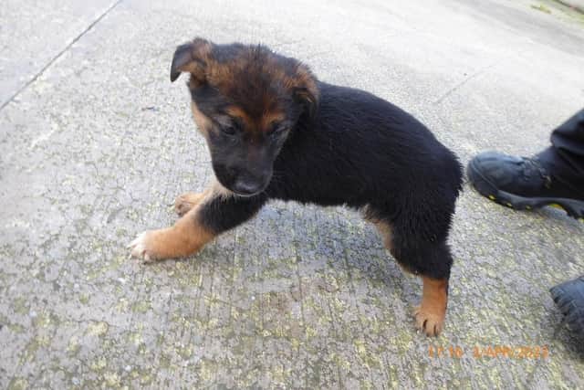 One of the pups seized by council officers.