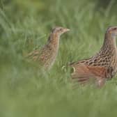 RSPB NI are delighted to confirm that six calling male Corncrakes have been recorded on Rathlin Island this breeding season.Pictured are the Corncrake Crex Crex birds. Andy Hay (rspb-images.com)